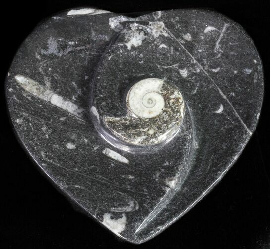 Heart Shaped Fossil Goniatite Dish #61287